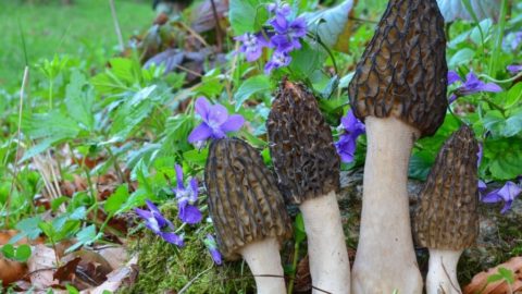 black morel mushroom recipe