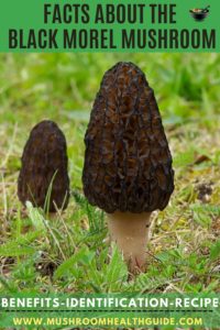 Black morel mushrooms