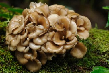 Growing Maitake Mushroom