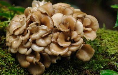 Growing Maitake Mushroom