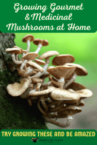 growing Gourmet mushrooms