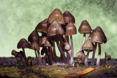 Psilocybin Health Benefits