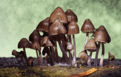 Psilocybin Health Benefits