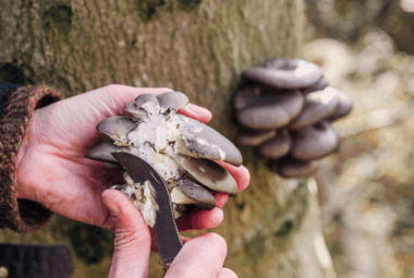 Black Pearl Mushrooms