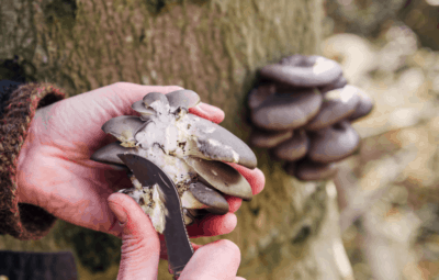 Black Pearl Mushrooms