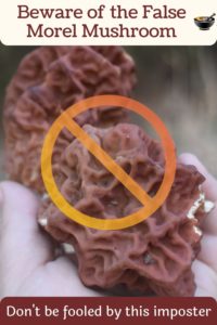 False morel mushroom