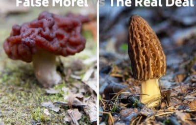 False Morel Mushroom