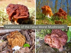 False morel mushroom images