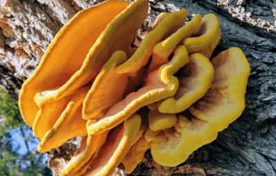 Chicken Of The Woods Mushroom