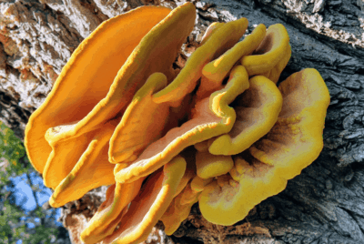 Chicken Of The Woods Mushroom