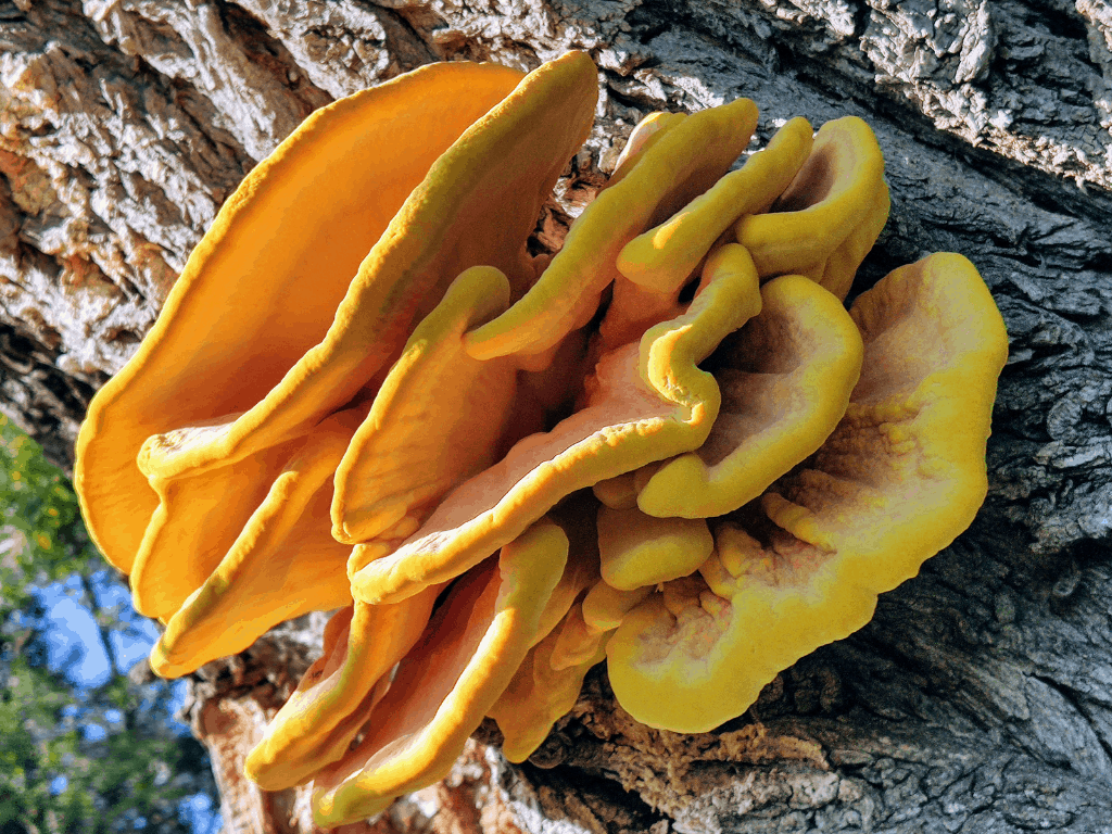 chicken of the woods mushroom