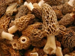 morels