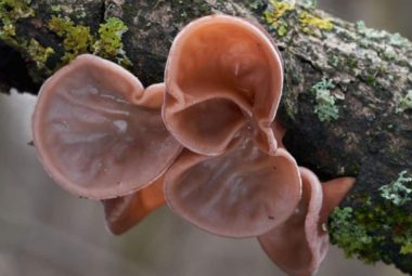 Wood Ear Mushroom