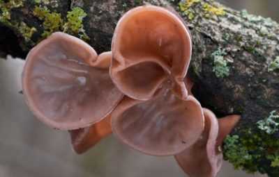 Wood Ear Mushroom