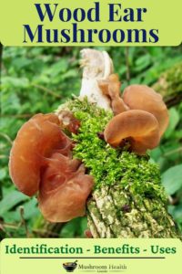 wood ear mushrooms