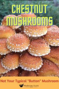 chestnut mushrooms benefits