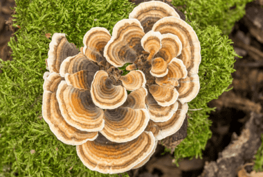 Turkey Tail Mushroom