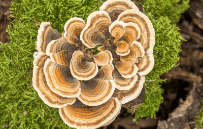 Turkey Tail Mushroom