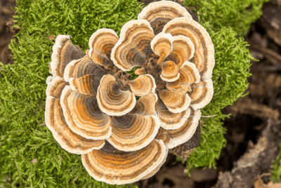 Turkey Tail Mushroom