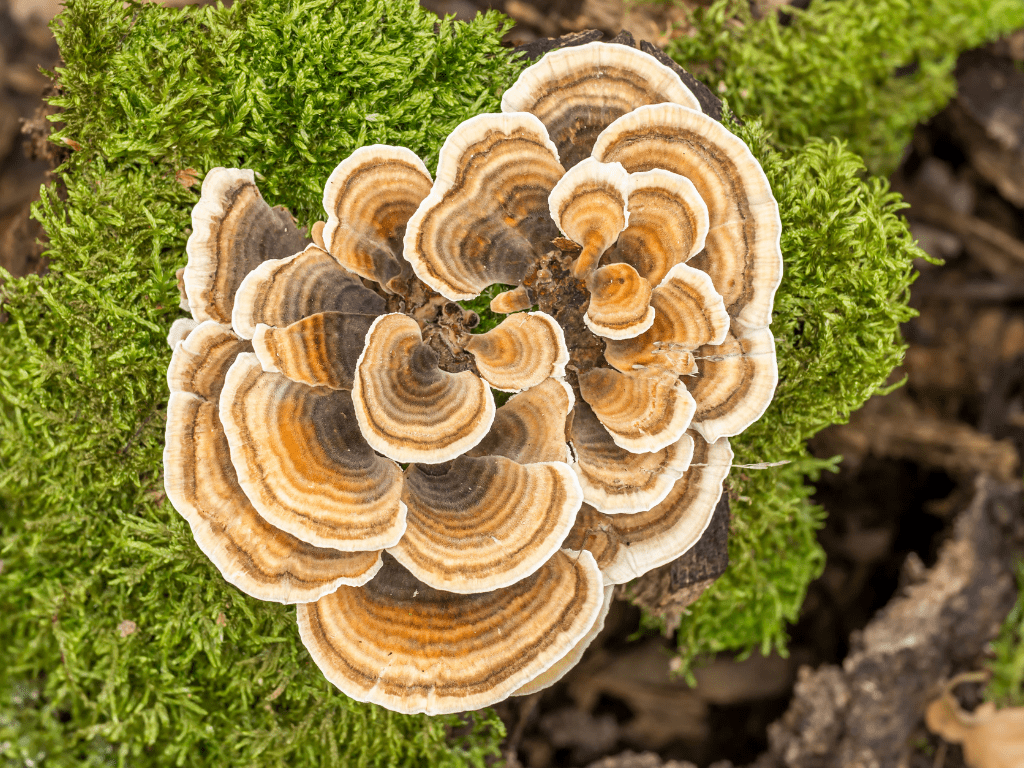 Turkey tail mushroom