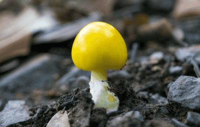 Yellow Mushroom