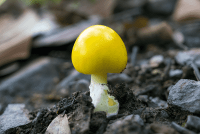 Yellow Mushroom