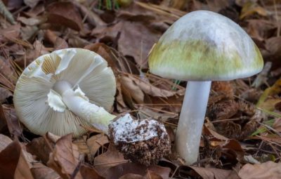 Death Cap Mushroom