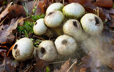 Puffball Mushroom Spores