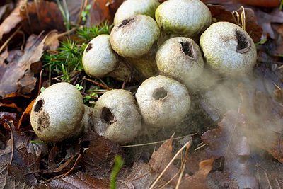 Puffball Mushroom Spores