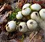 Puffball Mushroom Spores