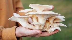 Oyster Mushrooms