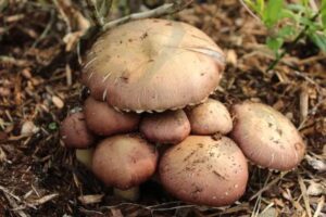 Winecap Mushrooms
