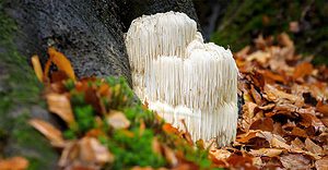 Lion's Mane Mushroom