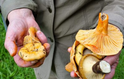 Man Holding Mushrooms