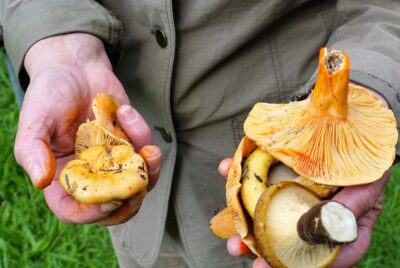 Man Holding Mushrooms