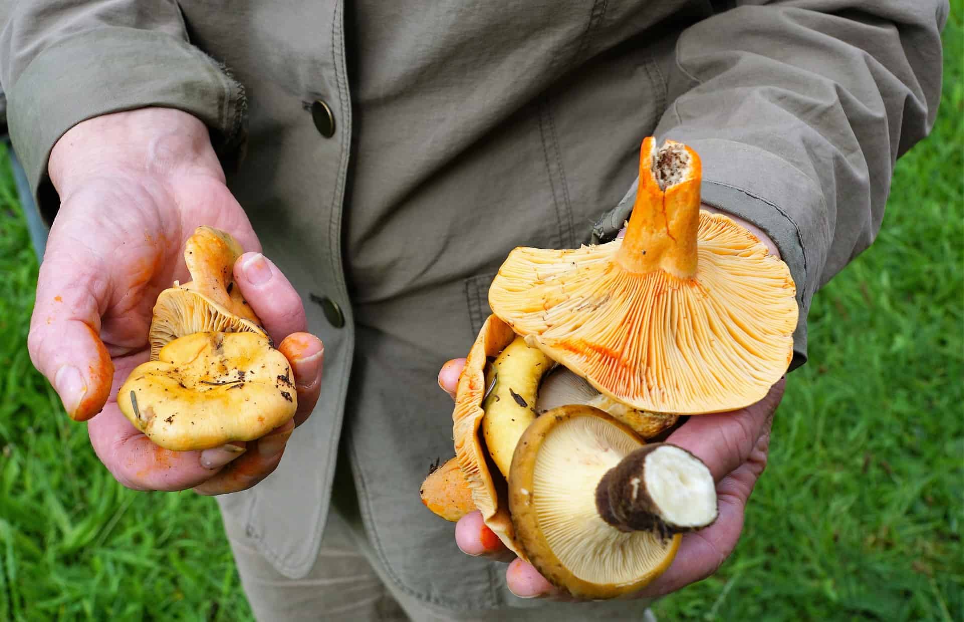 Man holding mushrooms